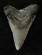 Serrated Baby Megalodon Tooth #17197-1